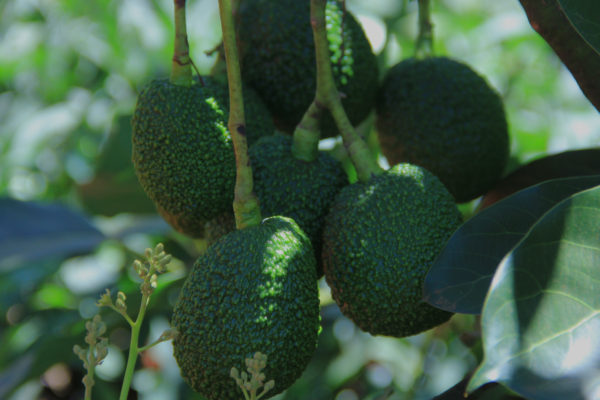 quality-organic-avocados