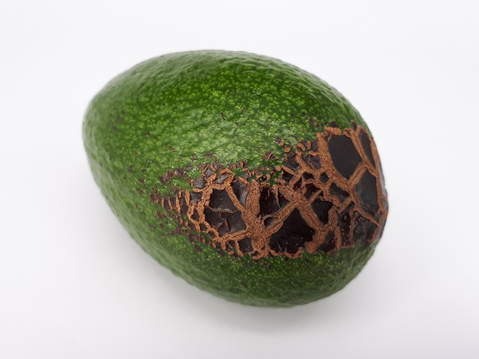Scars on avocado fruit
