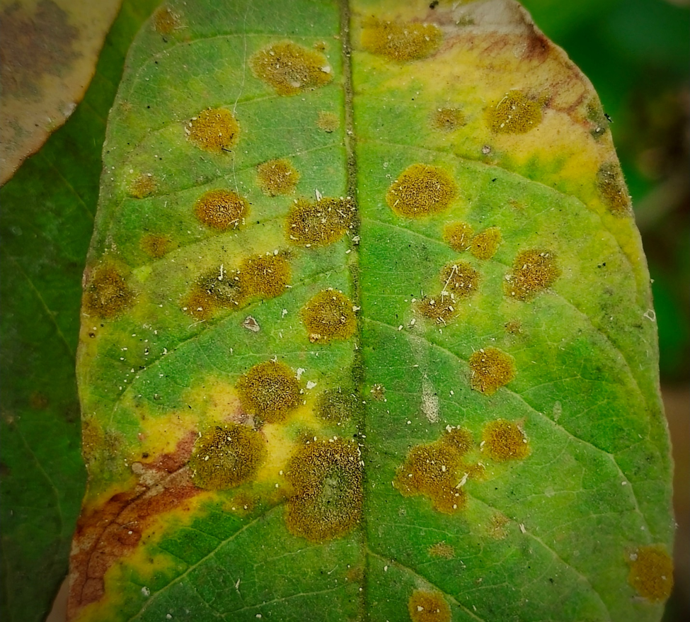 brown spots on leaf