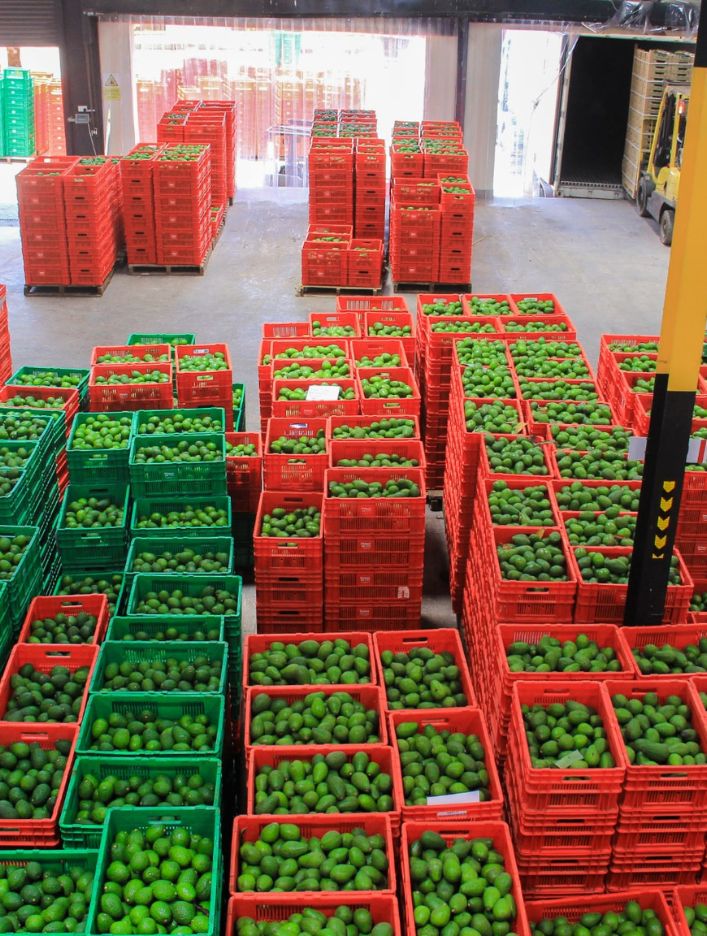 avocados packed in crates inside avodemia warehouse before they are processed for export