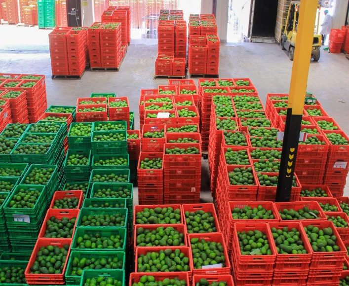 avocados packed in crates inside avodemia warehouse before they are processed for export