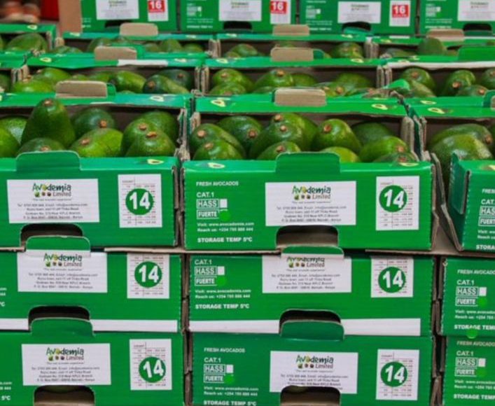 avodemia avocados ready for export packed in green boxes