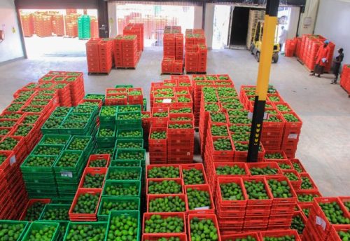 avocados packed in crates inside avodemia warehouse before they are processed for export