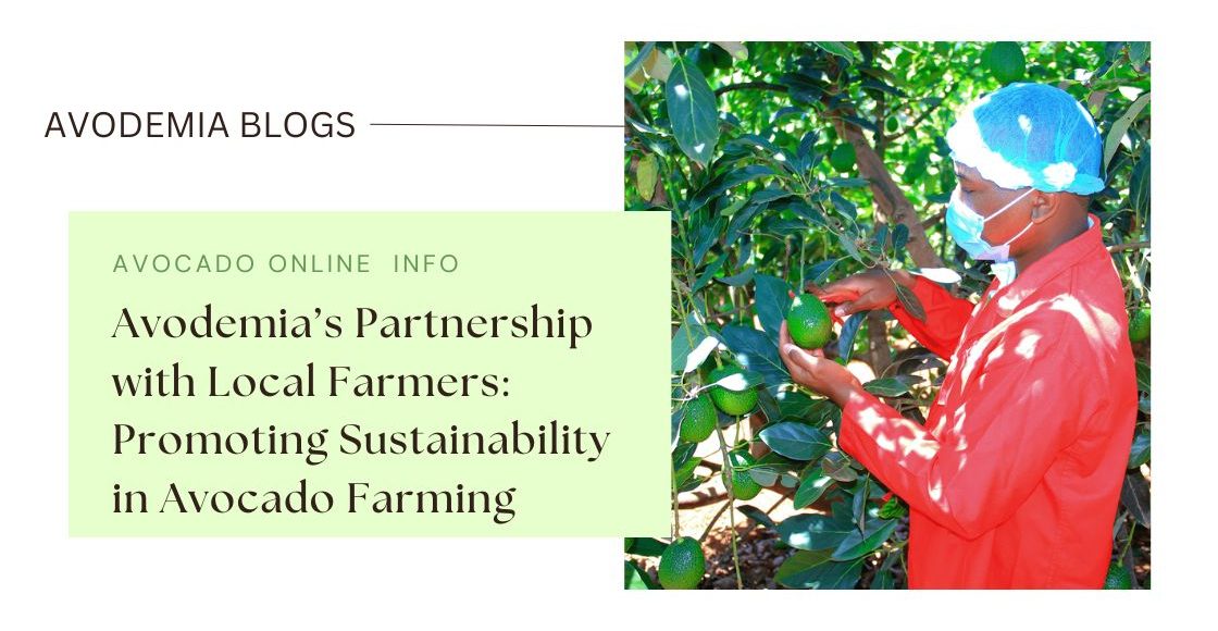 Image showcasing how avodemia supports sustainable avocado farming practices