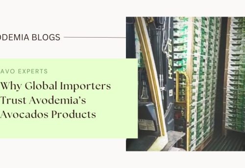 Why Global Importer Trust Avodemia’s Avocados Products